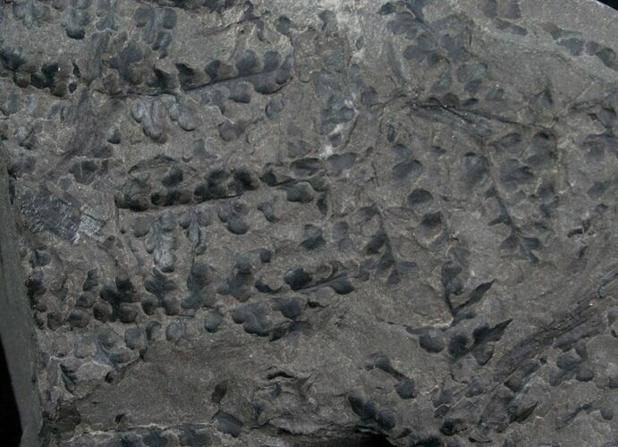 Eusphenopteris Seed Fern Fossil - Poland #4887